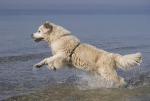 Hunde Bodensee