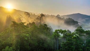 Regenwald in Borneo