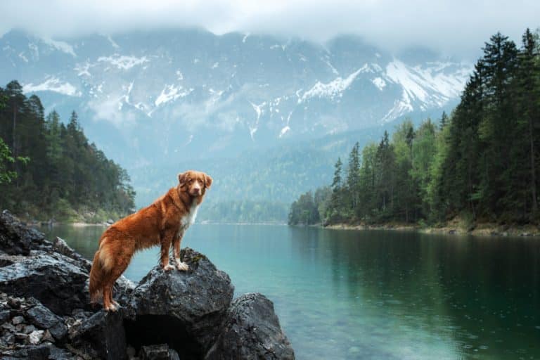 Die 6 Hunde freundlichsten Urlaubsziele weltweit