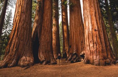 Mammutbäume im Sequoia-Nationalpark