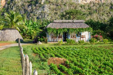 Traditionelles Landhaus und Plantagen im Tal Viñales in Kuba, bekannt für seine Berge und seinen Tabak