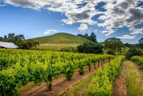 Weinberg in Sonoma County