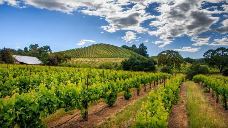 Sonoma County – Californian nonchalance meets Mediterranean flair