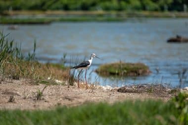 eine Mutter mit schwarzem Flügel am Ufer des ornithologischen Parks von Teich am Bassin d'Arcachon