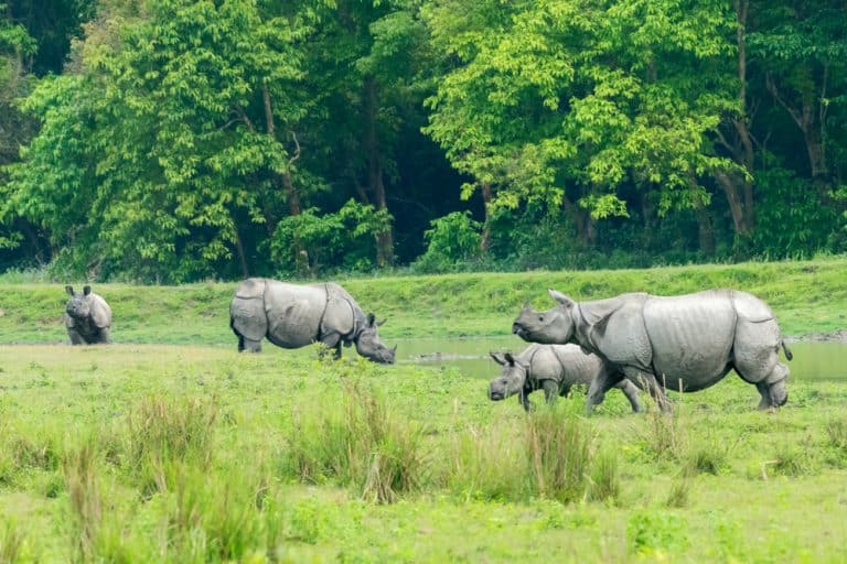 In Kaziranga National Park you can meet numerous rare animals