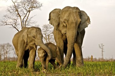 Elefanten im Kaziranga-Nationalpark