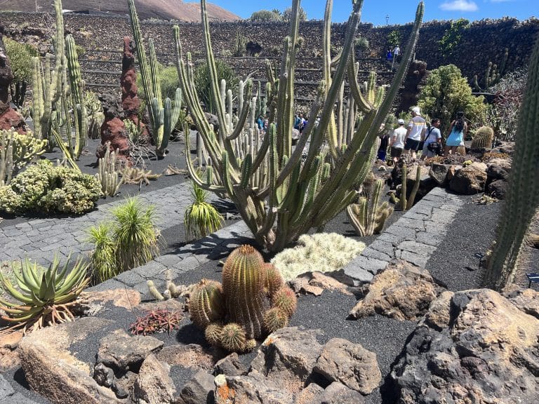 Experience the fascinating world of cacti up close – in the Cactus Garden on Lanzarote