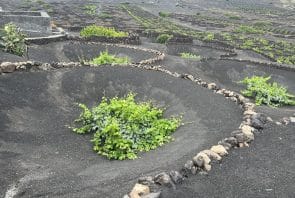 Weinanbaugebiet La Geria, Lanzarote