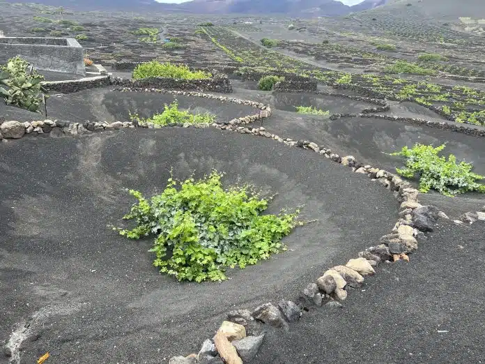 Weinanbaugebiet La Geria, Lanzarote