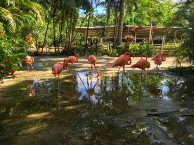 Ardastra-Gärten in Nassau, Bahamas