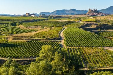 Vineyard in San Vicente de la Sonsierra