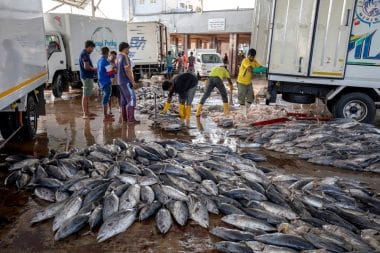 Negombo Fish Market