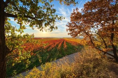 Vineyards in Rheinhessen