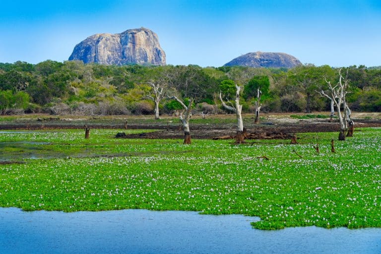 The Yala National Park in Sri Lanka