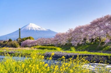 Cherry blossoms and Mount Fuji on Ryuganbuchi in Fuji City, Shizuoka Prefecture