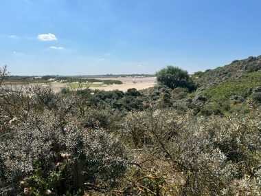 Dunes around the beach of Cadzand Bad in August 2024