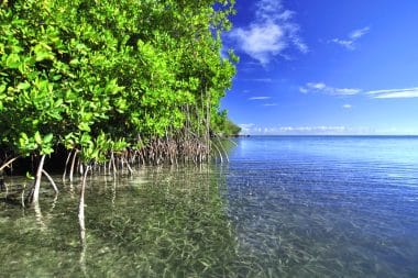 Mangroves on Culebra Island