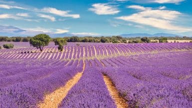 Levendelfeld in Brihuega, Spanien