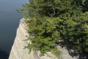 Blick vom Skywalk auf den Königsstuhl