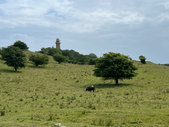 Kap-Arkona-1 Blick über das Feld auf den Leuchtturm im Kap Arkona auf Rügen, 27. Juli 2025