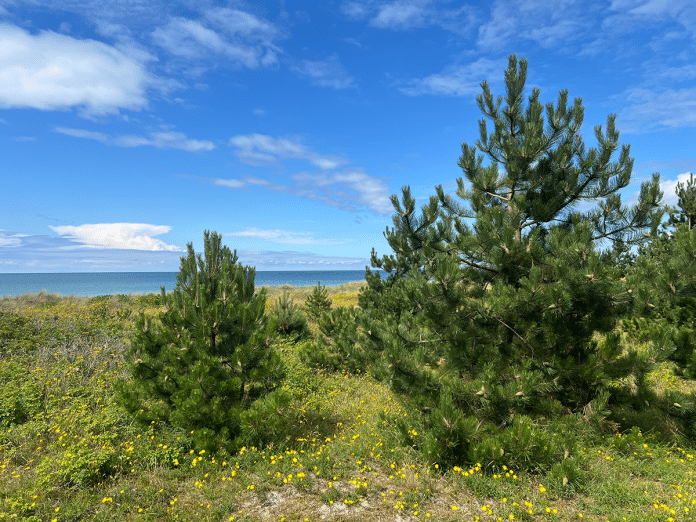Blick auf Bäume, Meer und Natur in Hiddensee im Juli 2025