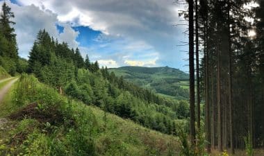 Wald auf dem Wanderweg Rothaarsteig 