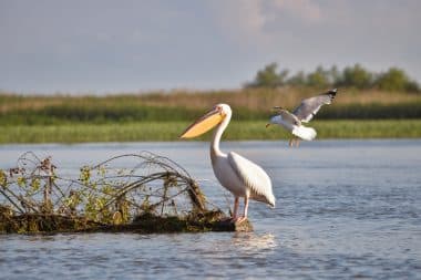 Abbildung eines Pelikans im Donaudelta in Rumänien