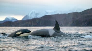 Orca-Wale bei Skjervøy in Norwegen