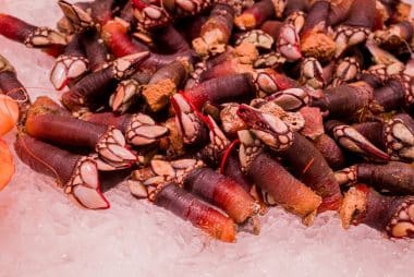 Percebes Entenmuscheln auf Eis