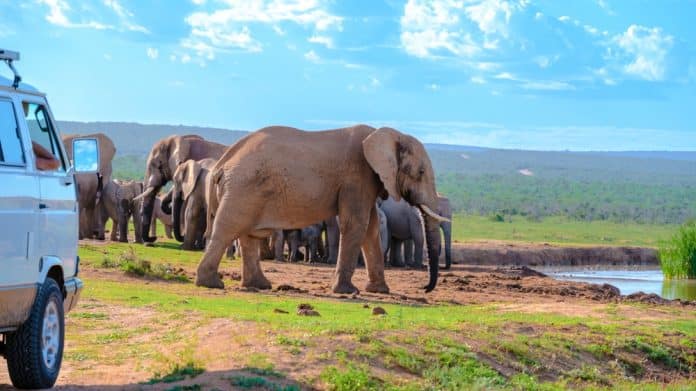 Addo,Elephant,Park,South,Africa,,Family,Of,Elephants,In,Addo Eine Elefantenherde steht unter blauem Himmel in der Nähe einer Wasserstelle, während ein weißer Transporter unweit davon auf einer Wiese geparkt ist.